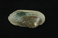 藏品(石蚌)的圖片